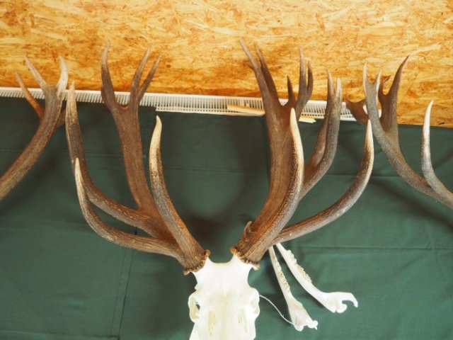 Wildgemeinschaft Hohe Veitsch